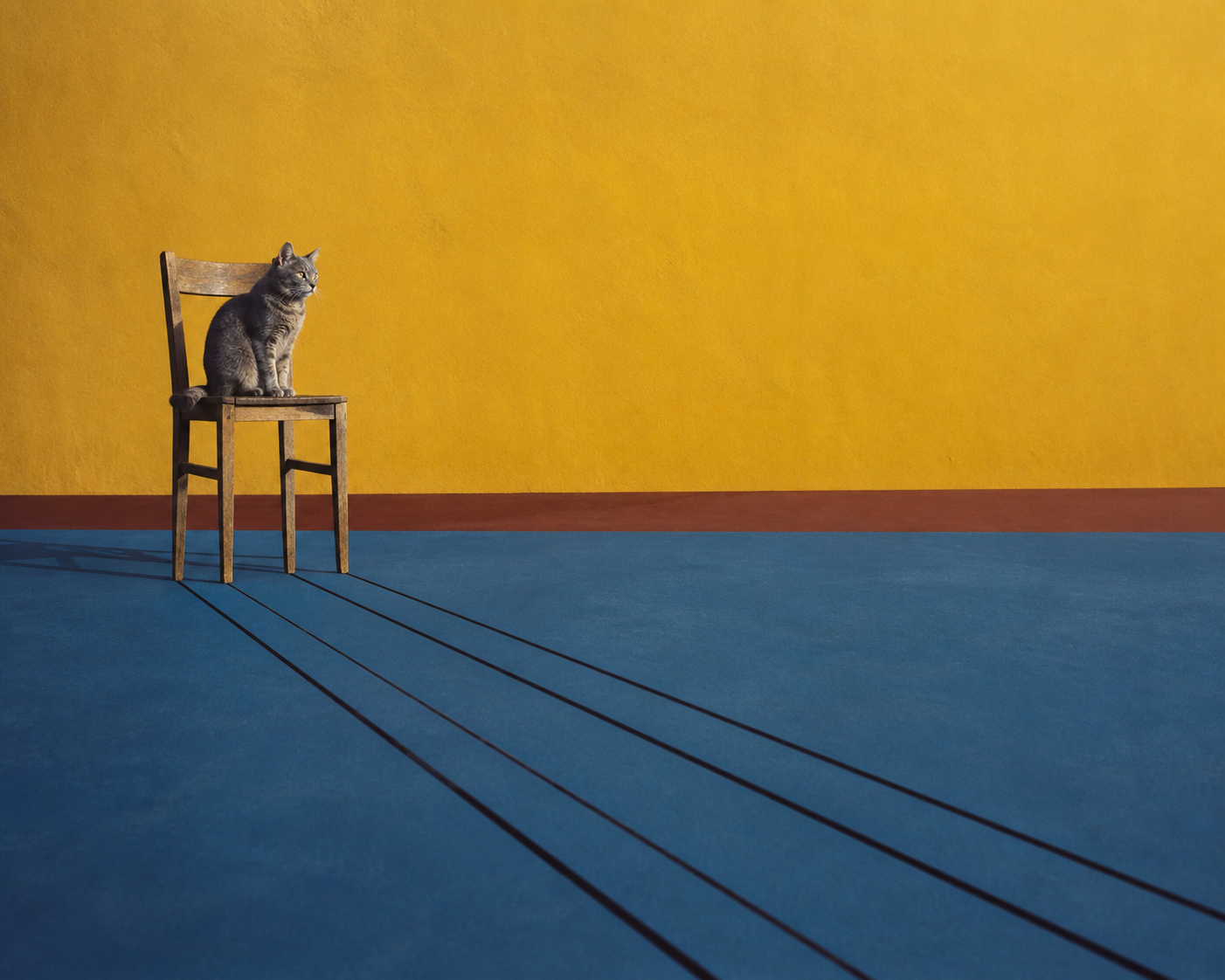 Peiyuan Liao cat photograph of a gray cat on a wooden chair facing a blue horizon
