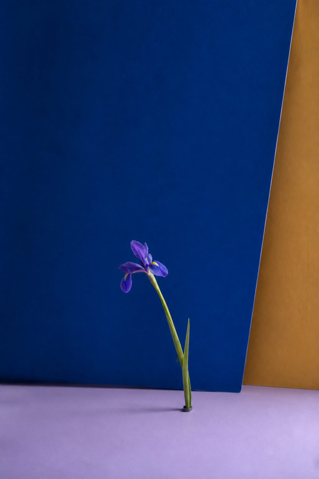 Peiyuan Liao botanical photograph of a violet iris leaning beside a cobalt plane