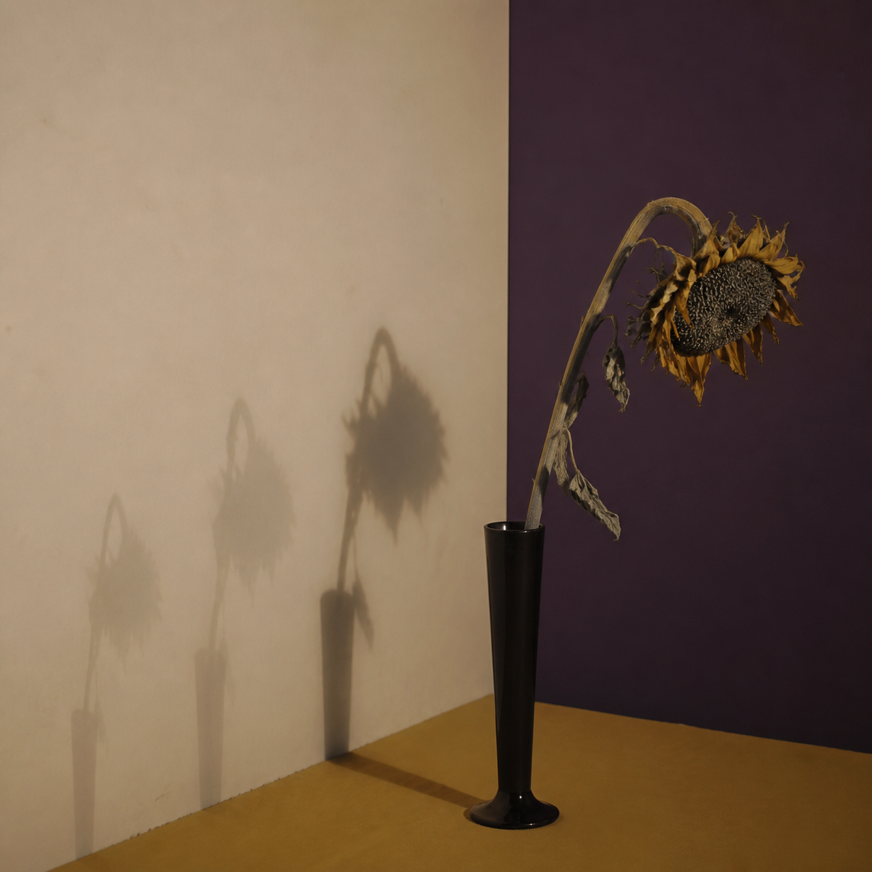 Peiyuan Liao flower still life of a wilted sunflower casting shadows across cream walls