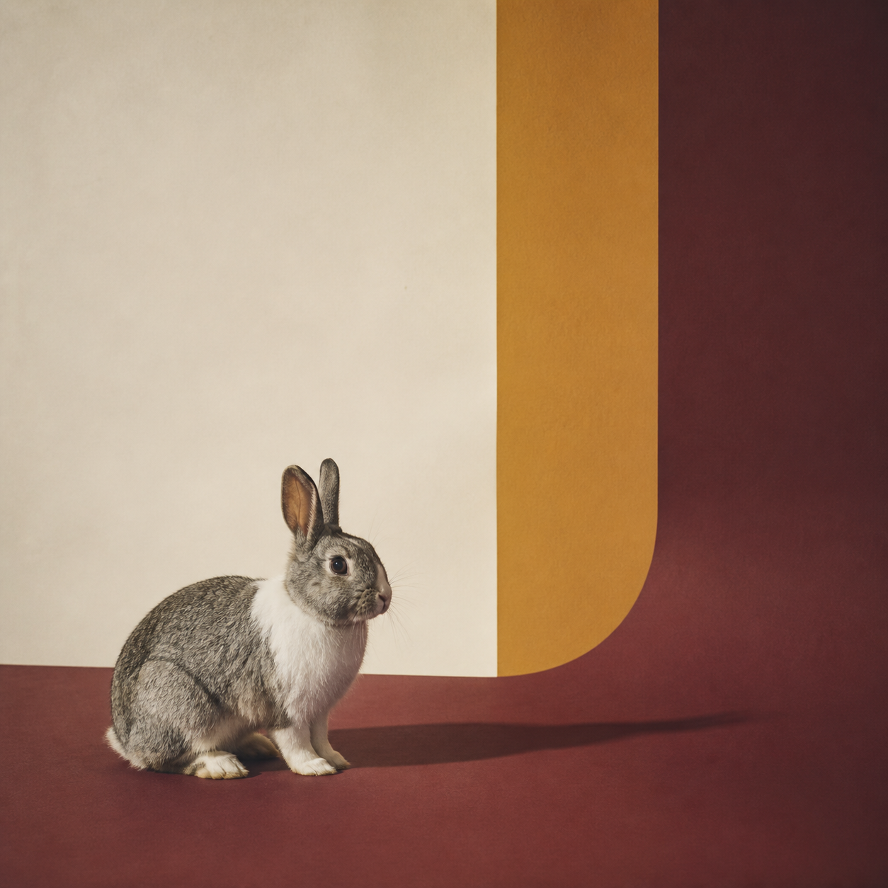 Peiyuan Liao rabbit photograph of an alert gray and white rabbit on a burgundy stage